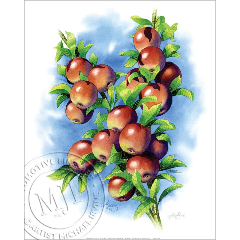 Limited Edition Print of ripe apples ready for picking. Signed/numbered by Artist Michael Irvine